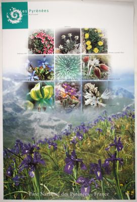 [Flore du Parc national des Pyrénées], affiche (1997), 1211 W 1226.