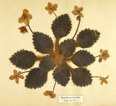 Ramondia pyrenaica Rich., flore des Pyréénes de M. Bordères (1884), 1 J.