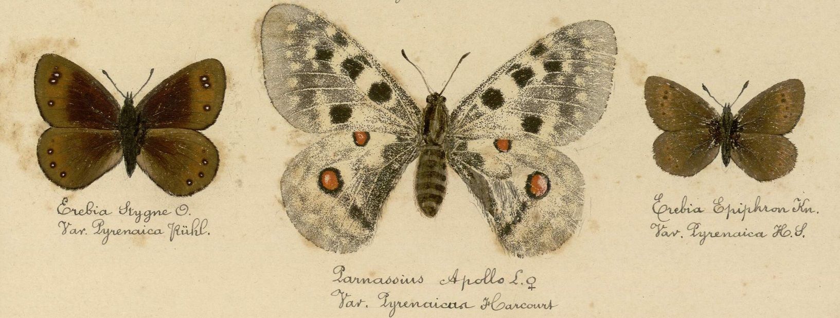 Extrait de la monographie de la vallée de Barèges de Jean-Pierre Rondou, 1 J 513/2.